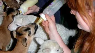 Kolejka do karmienia butelką