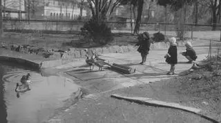Kaczki na terenie zoo (1931 r