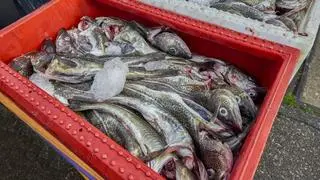 Przełowienia i zmiany klimatu pogorszyły stan dorszy w zachodnim Bałtyku