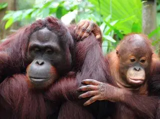 Orangutan sumatrzański (Pongo abelii)