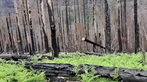 pogorzelisko1_ticker