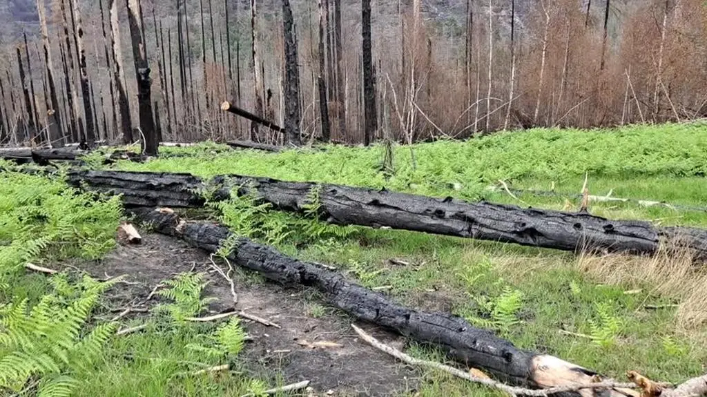 pogorzelisko1_ticker