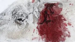 Rosja. Zdjęcie z fotoreportażu o reniferach z półwyspu Jamał. Grudzień 2011–styczeń 2012.