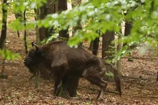 Krowa żubra została postrzelona