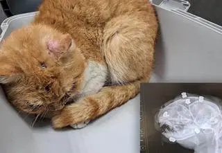 Kot miał w ciele kilka śrutów, stracił jedno oko