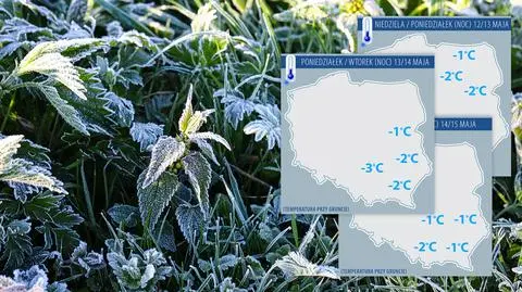 Zimni ogrodnicy i zimna Zośka. Tu spodziewajmy się przymrozków