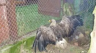 Bedzie żył w jednym z polskich ogrodów zoologicznych 