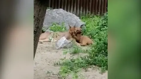 Jedynak nie daje chwili wytchnienia. Scena z życia karakali