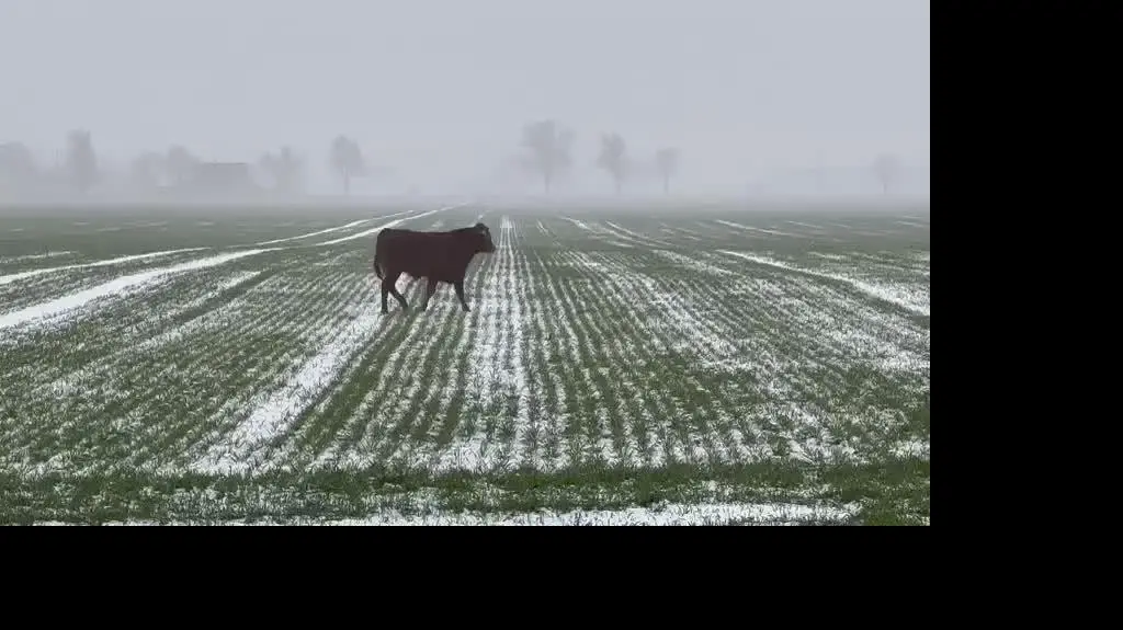 Jeden z byków uciekinierów