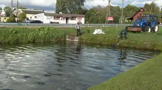 Śnięte ryby w stawie w Wielkopolsce