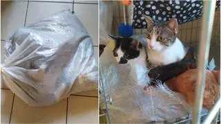 Kocia rodzina porzucona w worku