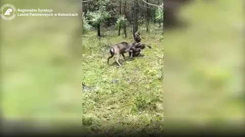 Mysłowice. Uratowali jelenia zaplątanego w dywan 