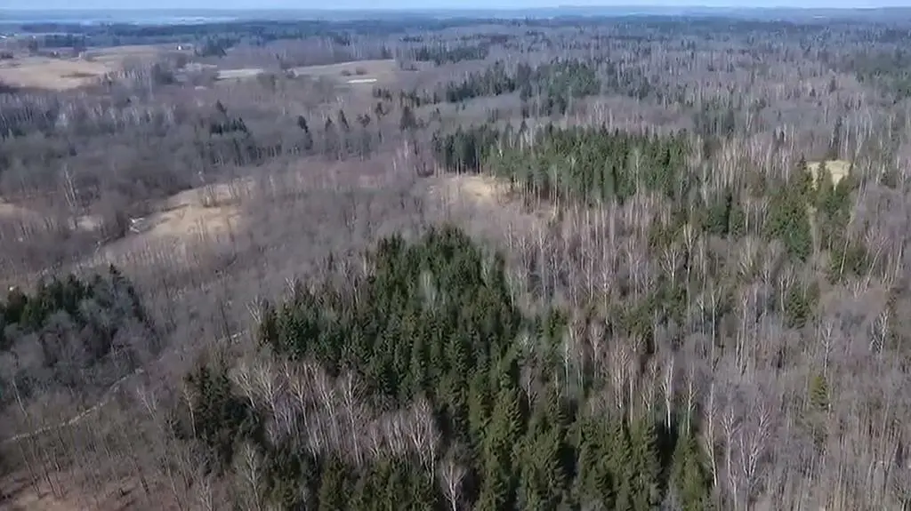 Zastrzelono 10 żubrów z Puszczy Boreckiej. Trzy z nich myśliwi zabili za pieniądze