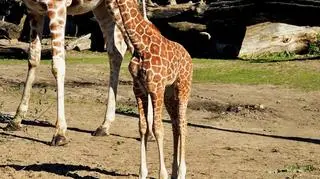 Młode zawsze trzymają się blisko mamy