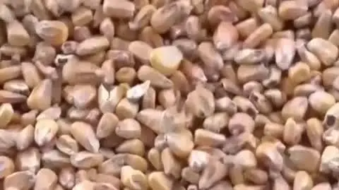 zboze