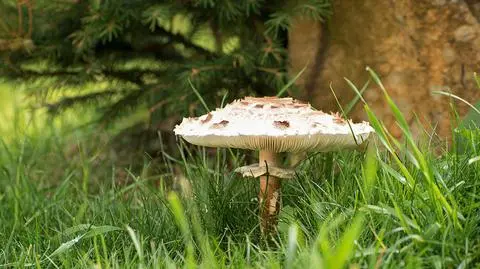 Czubajka kania – charakterystyka i występowanie