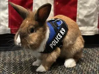 Królik Percy został policjantem w Kalifornii