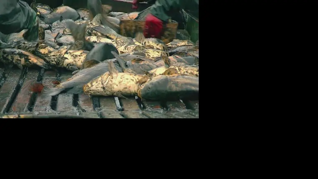 Karp - symbol świąt