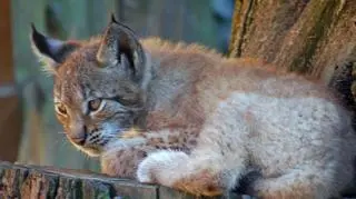 Para młodych rysi z wrocławskiego zoo do poniedziałku czeka na propozycje imion. Wymyślą je mieszkańcy Wrocławia.