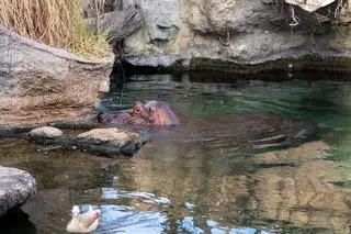 Hipopotam z zoo w Osace 