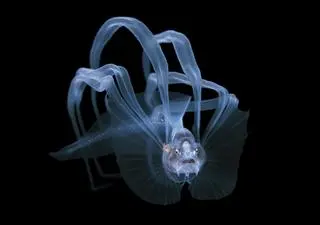 Steven Kovacs, drugie miejsce w kategorii Exploration Photographer of the Year 2021