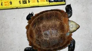 Maluchy mają do 5 cm długości 