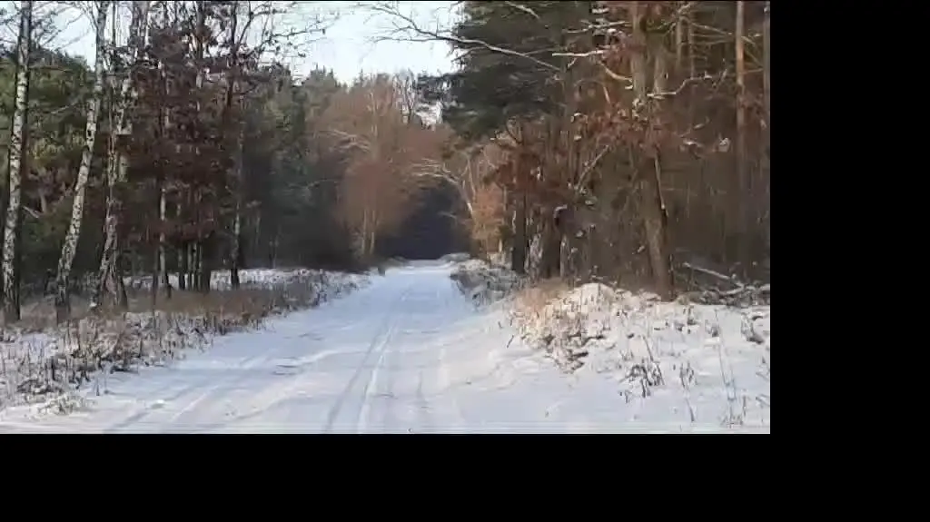 Chmara jeleni zimową porą