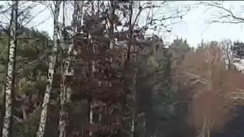 Chmara jeleni zimową porą