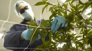 Pracownik laboratorium przygotowuje medyczną marihuanę