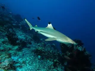 Żarłacz rafowy czarnopłetwy (Carcharhinus melanopterus)