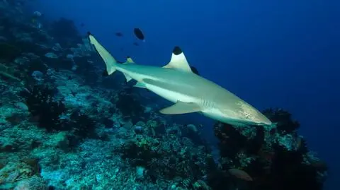 Żarłacz rafowy czarnopłetwy (Carcharhinus melanopterus)