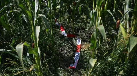 Fragmenty taśmy policyjnej pozostawione na polu kukurydzy w miejscowości Osiny, na które spadł dron