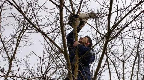Policjanci ściągnęli kota z drzewa