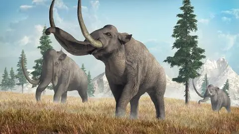 Prehistoryczni Amerykanie zajadali się mięsem mamutów