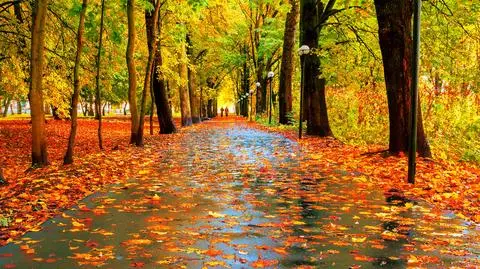 Jesień, liście, park, ścieżka