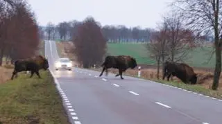 Później przebiegało już całe stado 