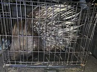 Jeżozwierz złapany przez „Dziki Patrol”