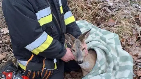 Sarnie pomogli strażacy
