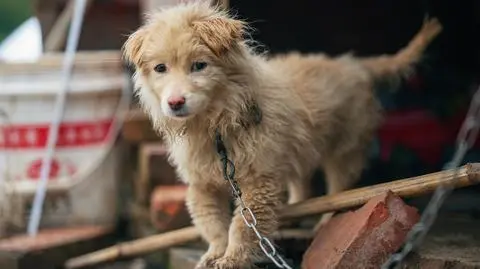 pies lancuch shutterstock_2614470645