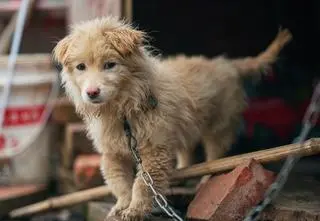 Prezydent wetuje ustawę łańcuchową, proponuje swoją. Czym się różnią? 