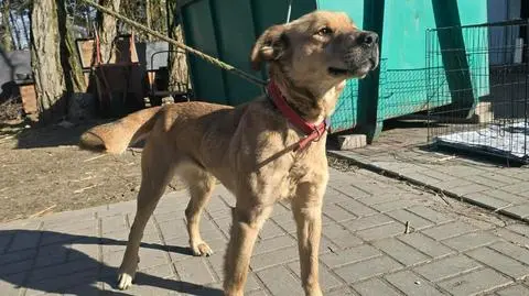 Pies trafił do schroniska