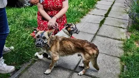Kolejne skrajnie wychudzone psy w gminie Aleksandrów Łódzki