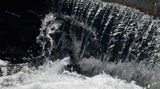 Wieprzówka w Rzykach