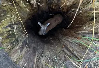 Samica muflona w tarapatach. Utknęła w pniu drzewa