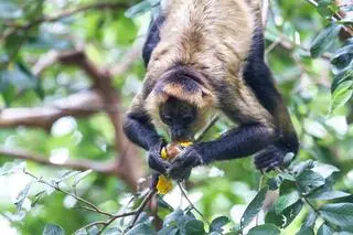 Małpa z rodzaju czepiak (Ateles), spożywająca przejrzałe mango