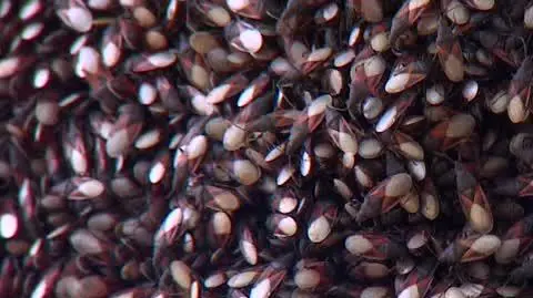 pluskwiaki śródziemnomorskie