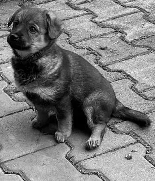 Adam B. usłyszał nieprawomocny wyrok za skatowanie pięciomiesięcznej suczki Misi