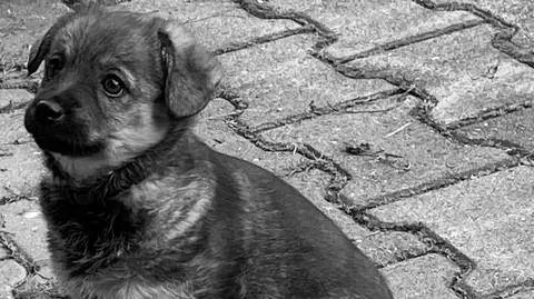 Adam B. usłyszał nieprawomocny wyrok za skatowanie pięciomiesięcznej suczki Misi