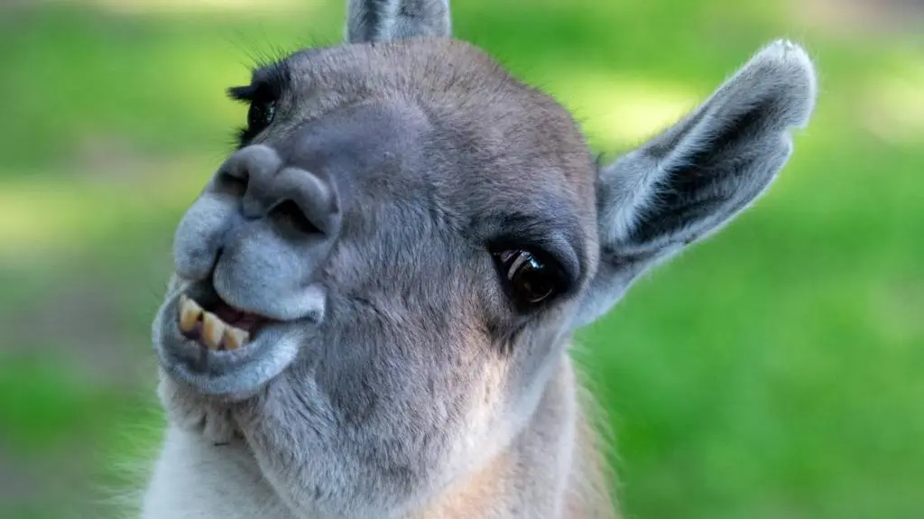 W Orientarium ZOO Łódź urodziło się młode gwanako