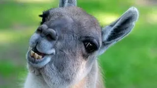 W Orientarium ZOO Łódź urodziło się młode gwanako